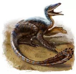 oreodont miniochoerus,它是一种岳齿兽,像体形接近小狗大小的一只