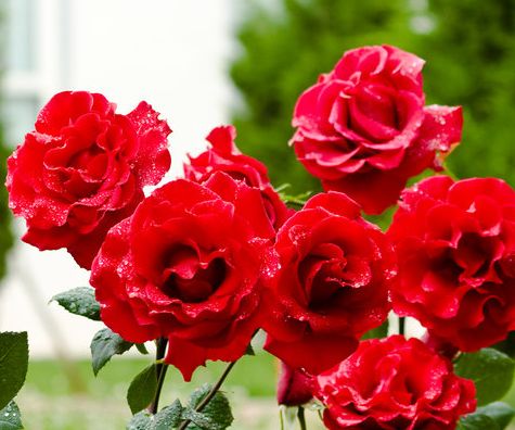 生来命中带财一生财富无忧钱多的花不完注定是富贵命的生肖