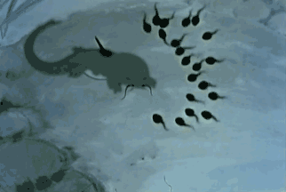 322_216gif 动态图 动图