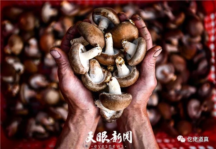 道真:香菇产业"裂变"式发展_何先权