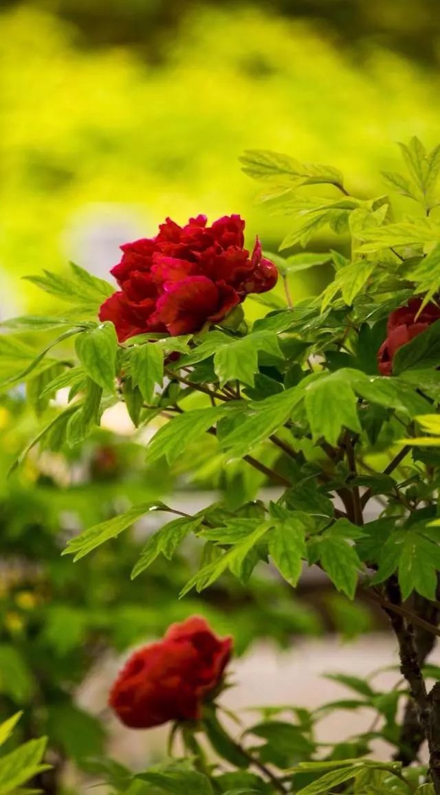 中国国花(中国国花园和国家牡丹园哪个好)