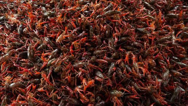 原创老外在烂水沟捉小龙虾,2小时捉50多斤,煮好倒桌上吃,太过瘾