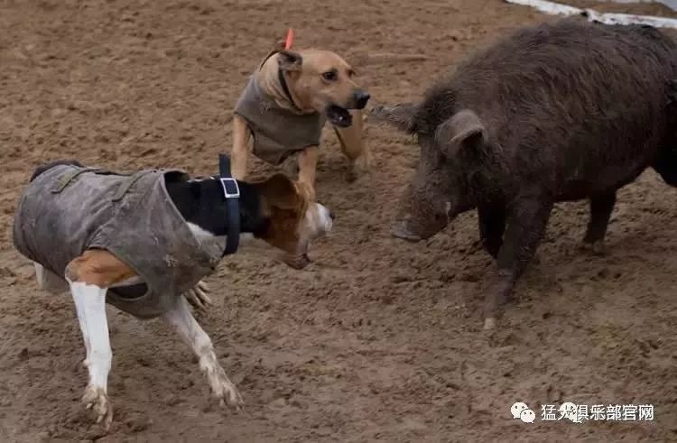 細細盤點國外哪些犬種適合獵野豬