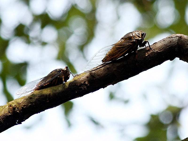人工养殖金蝉很受欢迎,如何在野外寻找到虫卵,哪些树上有蝉卵呢_知了
