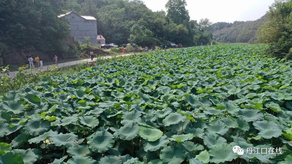 和美老家八里寨浅水莲藕基地郭氏书院是国民党国大代表郭洪武故宅