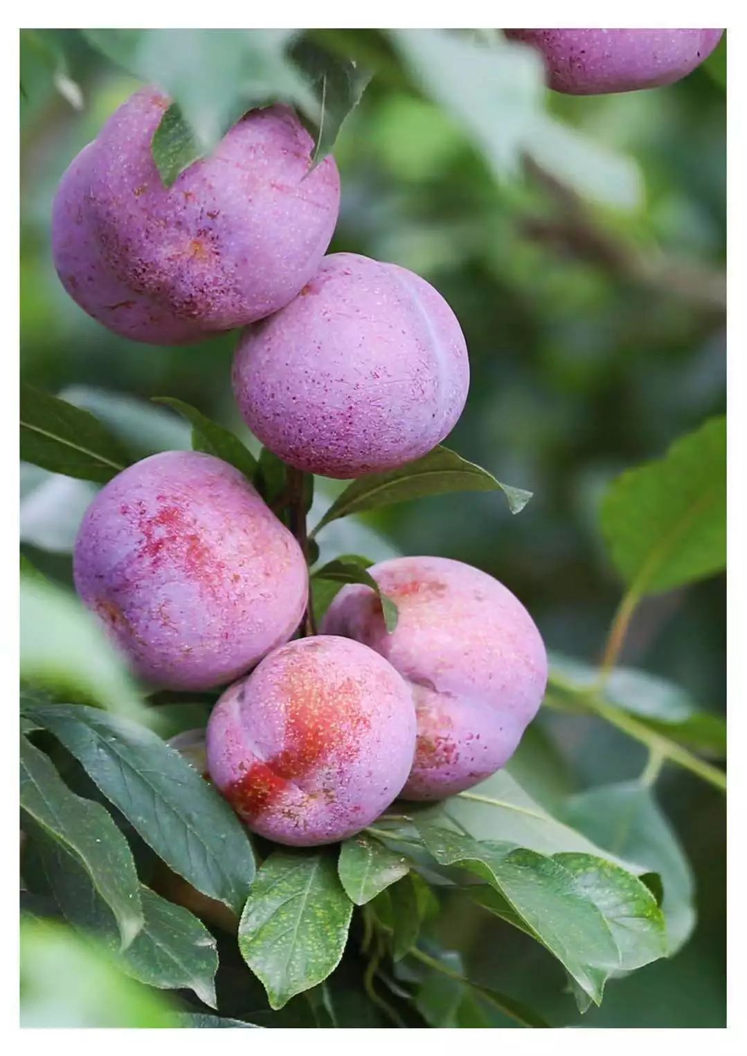 武平东留芙蓉李采摘节火爆!果大色红销往全国