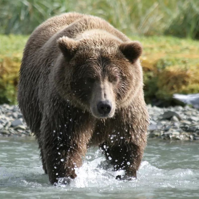 夏天熊出没加拿大4种熊遇到分别可咋办啊做错动作死得更快