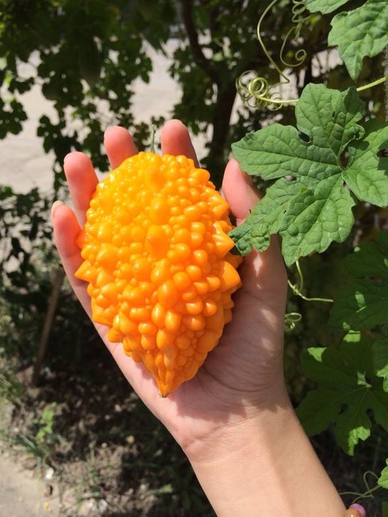 也被叫做金铃子,由于外皮成熟之后,红红艳艳,也被叫做红娘果,红娘子