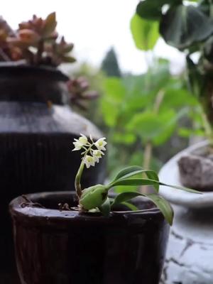 石斛科的一个品种(石仙桃,石橄榄)开花实属罕见