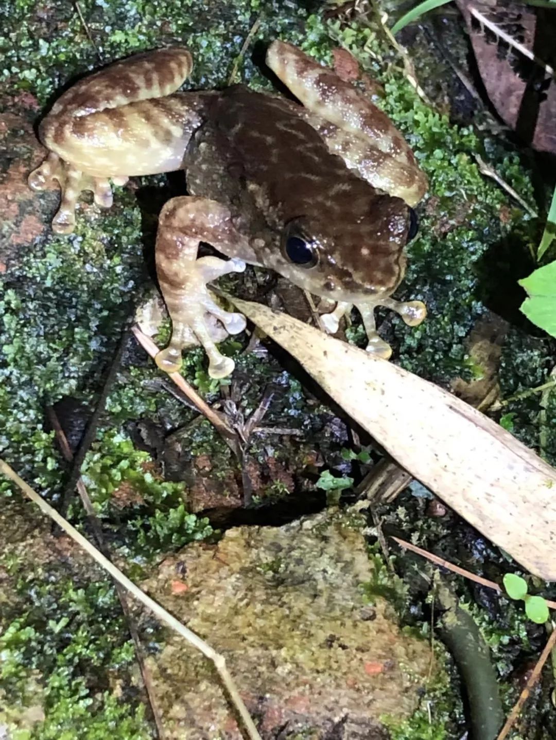 脊索动物门林蛙未知物种岩蛙动物世界