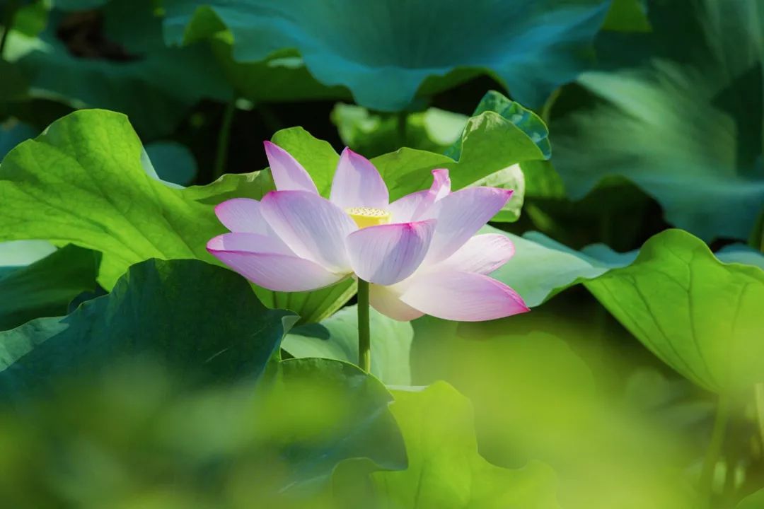 清晨的荷花清爽了整個夏天