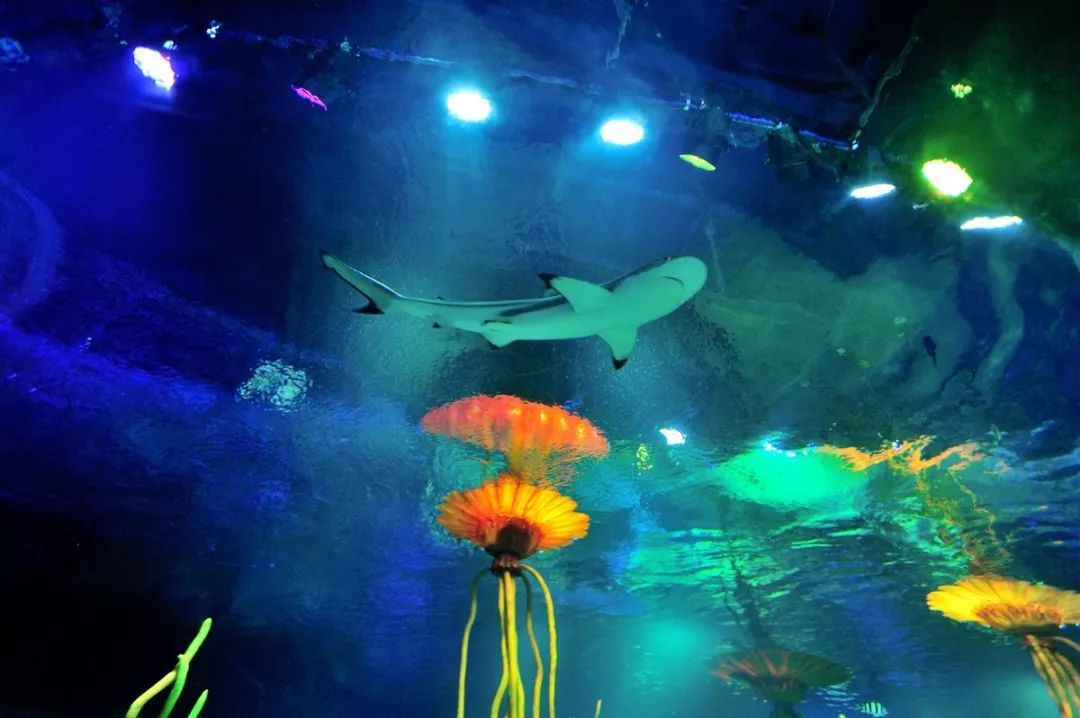 世界是自拍打卡,抖音朋友圈必备背景哦~东海龙宫这里绝对是沈阳海洋