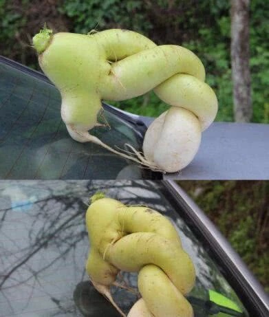 这萝卜是要拧成麻花吗?