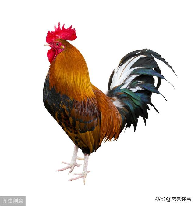 繁盛桐花,烟火安暖_公鸡