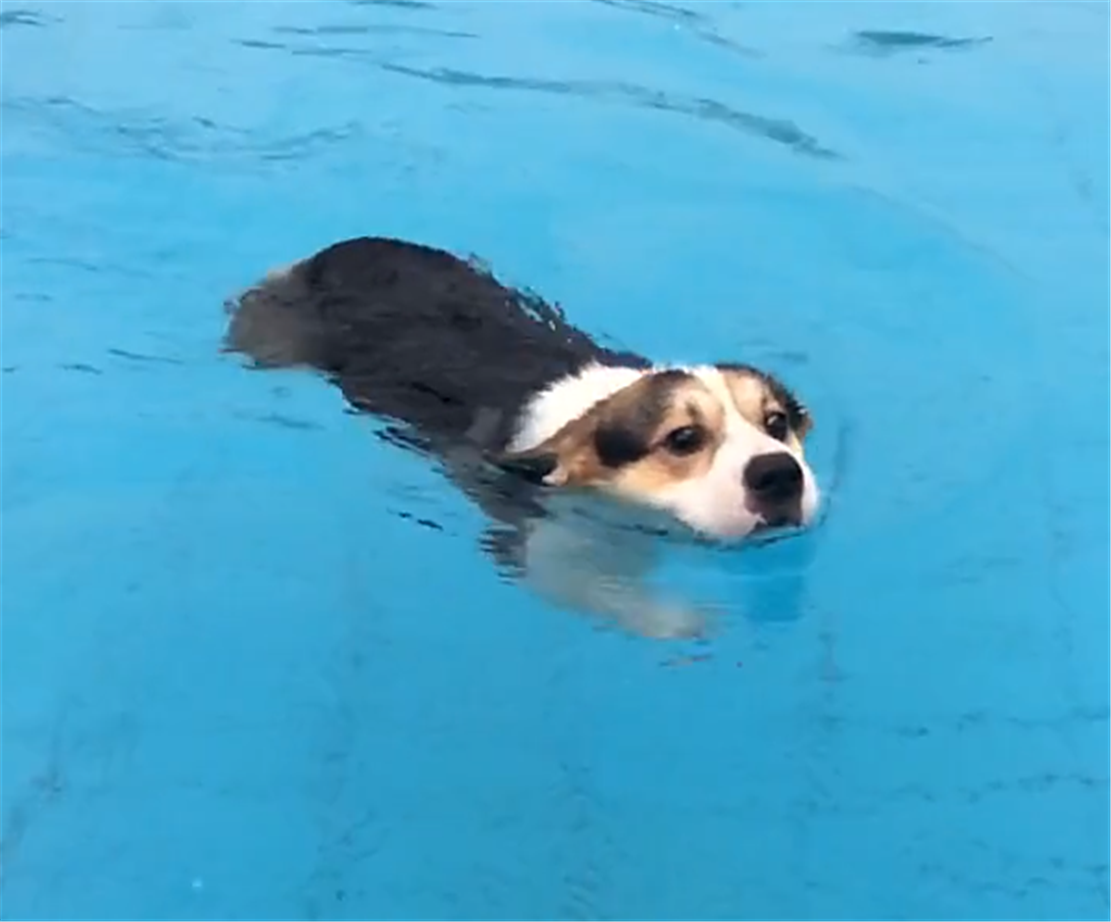 原创主人带狗去游泳池,狗子抱着铁柱不敢动,狗:我太难了