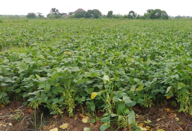 原创种植大豆想高产这4点施肥技术6点施肥注意事项你都知道吗