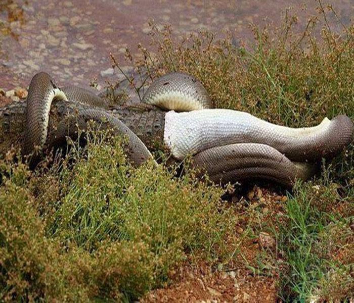 巨蟒绞杀鳄鱼艰难吞下,肚子撑的动弹不得,无法离开河边!_蟒蛇