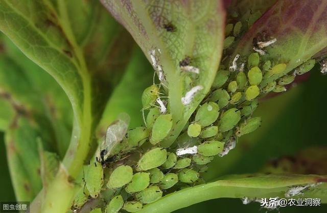 番茄种植中烟粉虱与蚜虫两种虫害为害症状习性及防治措施详述