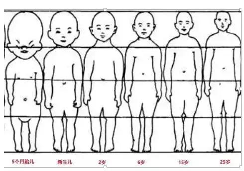 比例不仅仅体现在长度上,重量也占比很高,对于还未发育完全的新生儿