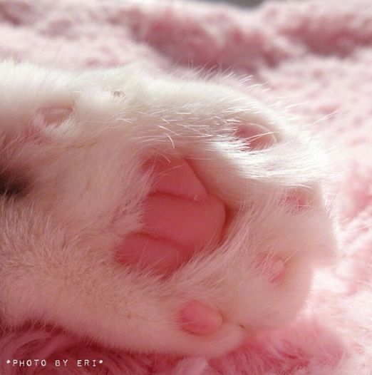 这长的什么神仙猫爪爪,也太让人上瘾了吧