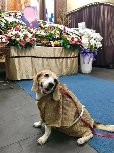 15岁狗狗为主人披麻戴孝,葬礼上它竟红了眼眶,网友跟着心碎!