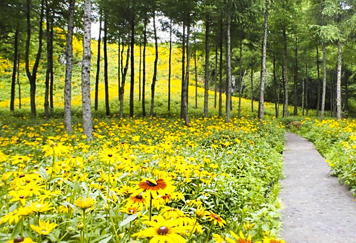 这里三千亩黄金菊花盛开了,它还有个奇怪的名字叫"黑心菊"