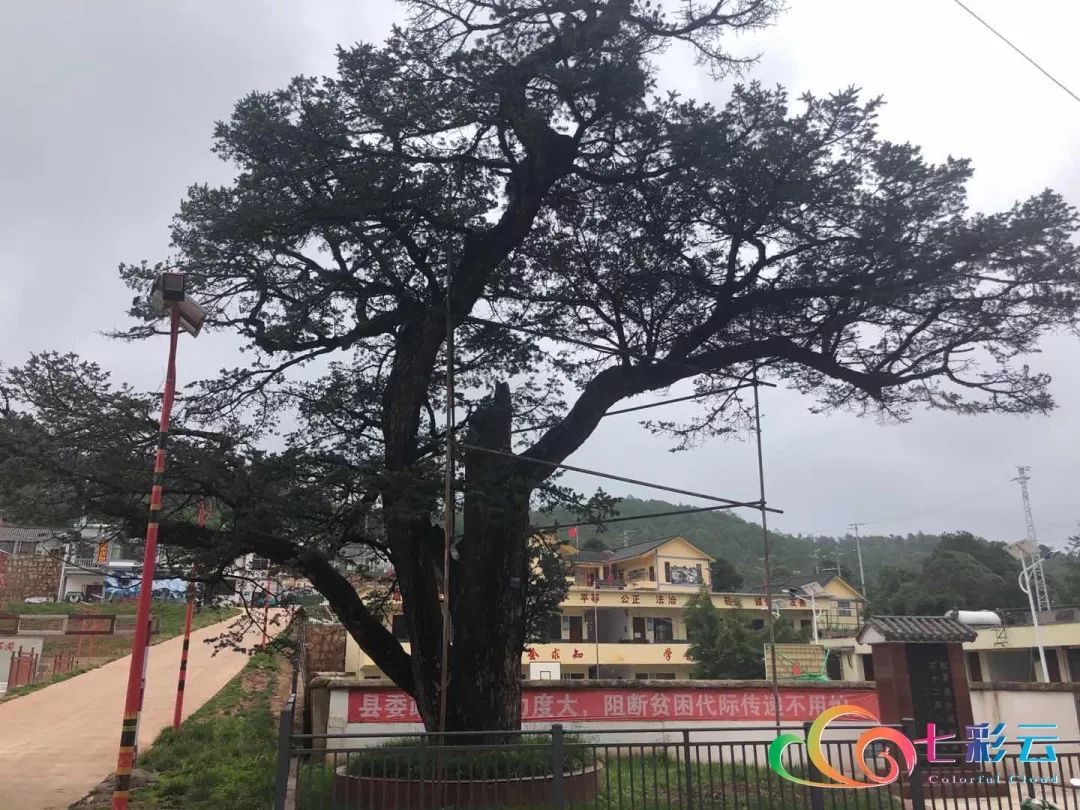 壮丽70年奋斗新时代记者再走长征路将军树