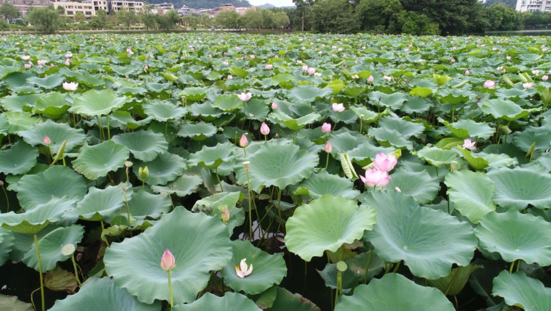 除了莲塘春色自驾:导航搜索"莲塘春色"即可.