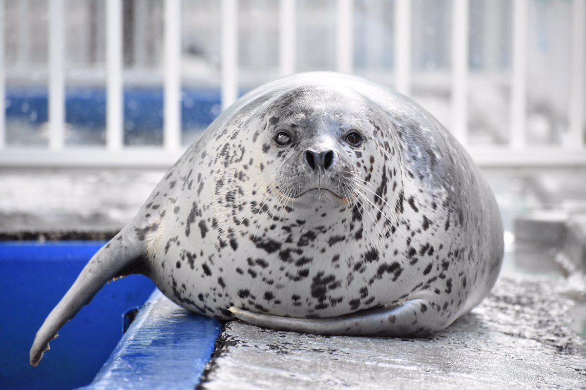 海豹只有长胖才能更好地生存怪不得它们是圆滚滚