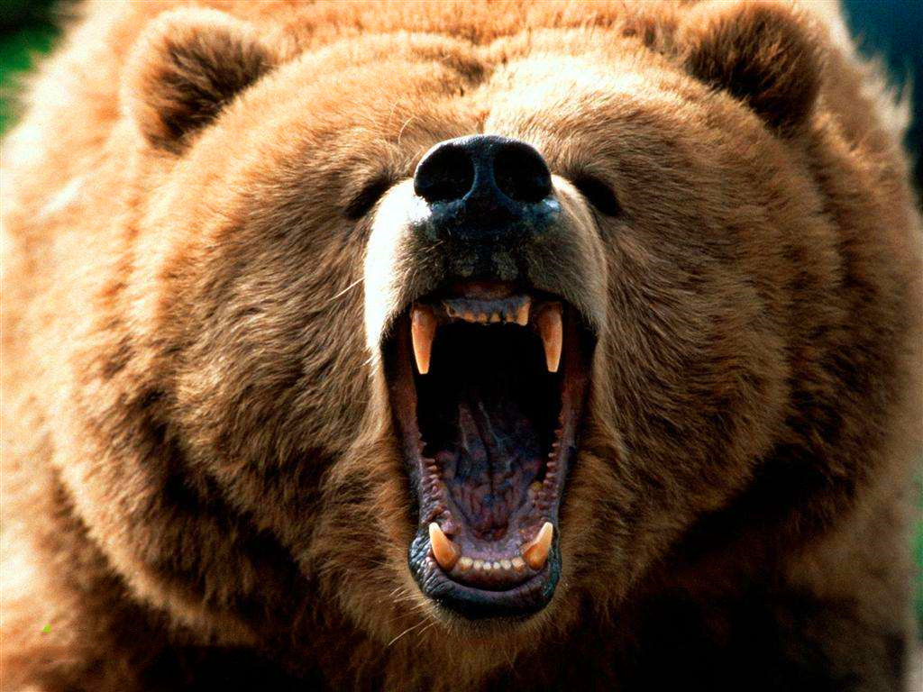 盘点世界各国的国宝动物;俄罗斯的北极熊、德国的灰熊