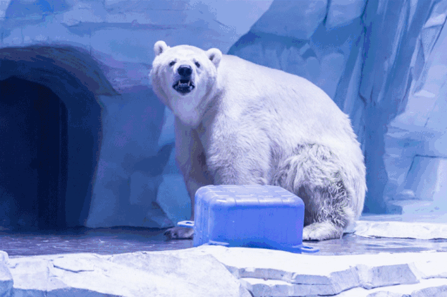 640_426gif 动态图 动图