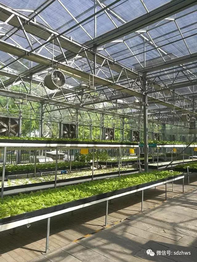 荷兰式智能连栋温室内部设施解密