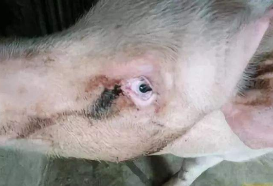猪的泪斑泪痕警示着哪些疾病