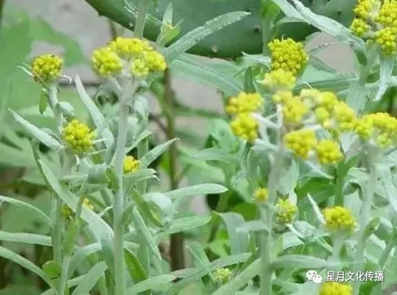 毛香菜很多人可能不大喜欢它的味道,但它能健脾开胃,清热利湿,春季