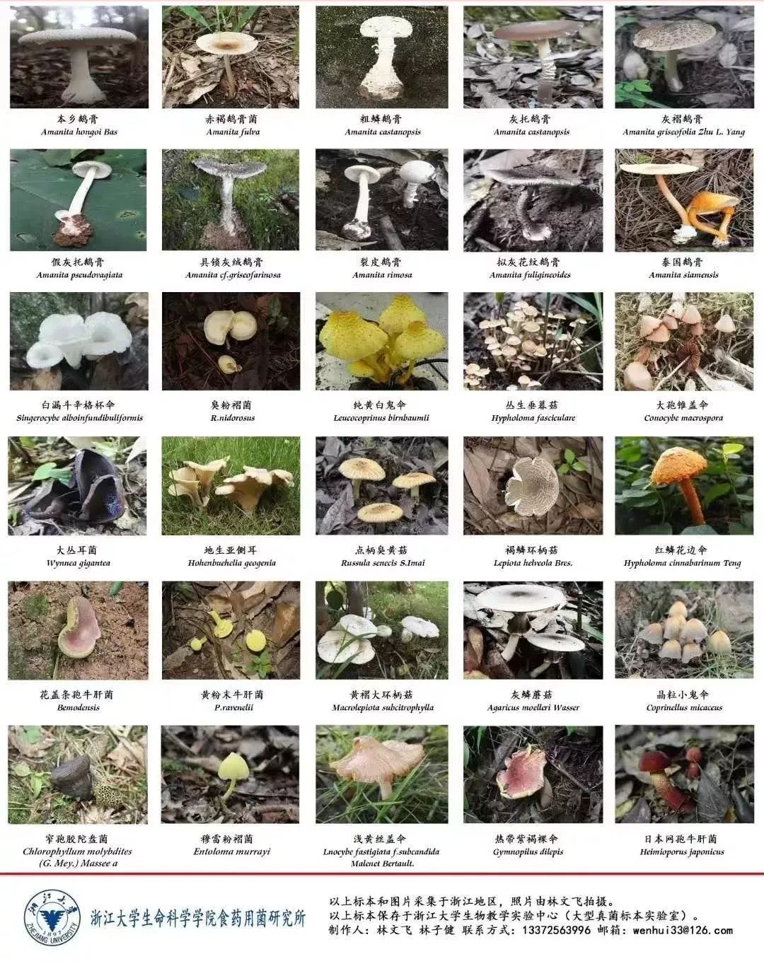 毒蘑菇 名字图片