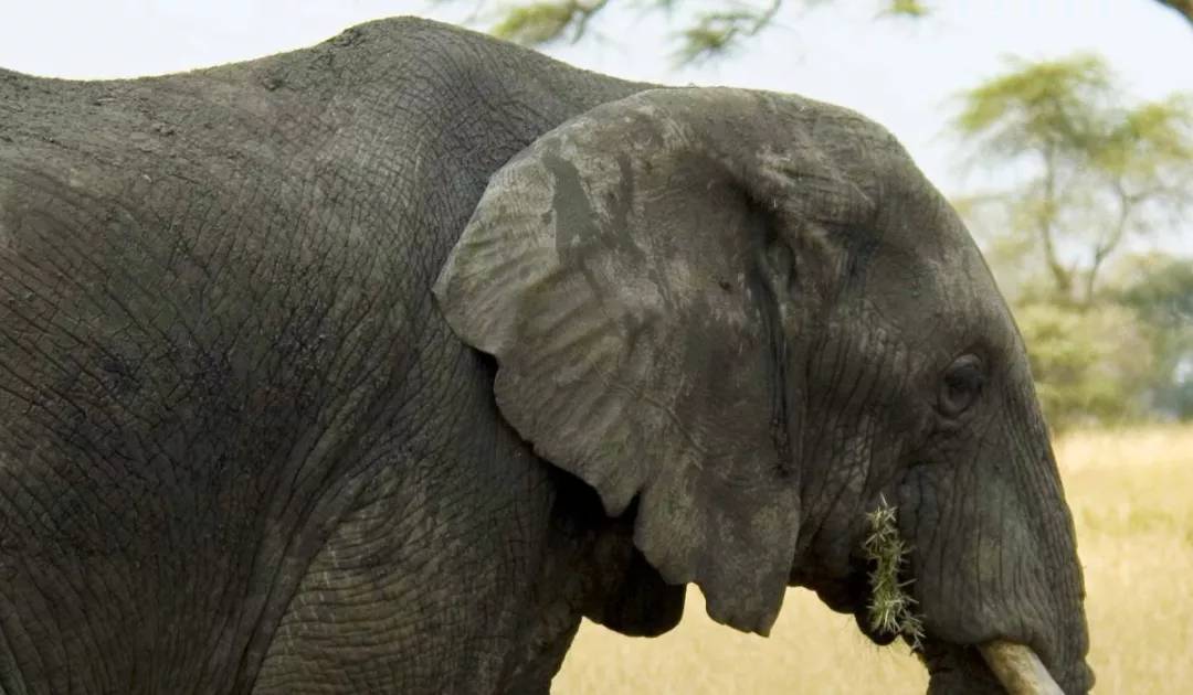 大象為什麼長皺紋？皮膚褶皺有什麼好處？ 寵物 第2張