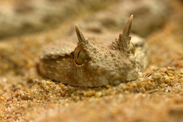 沙漠长角毒蛇,稍不注意被咬到,就要截肢!