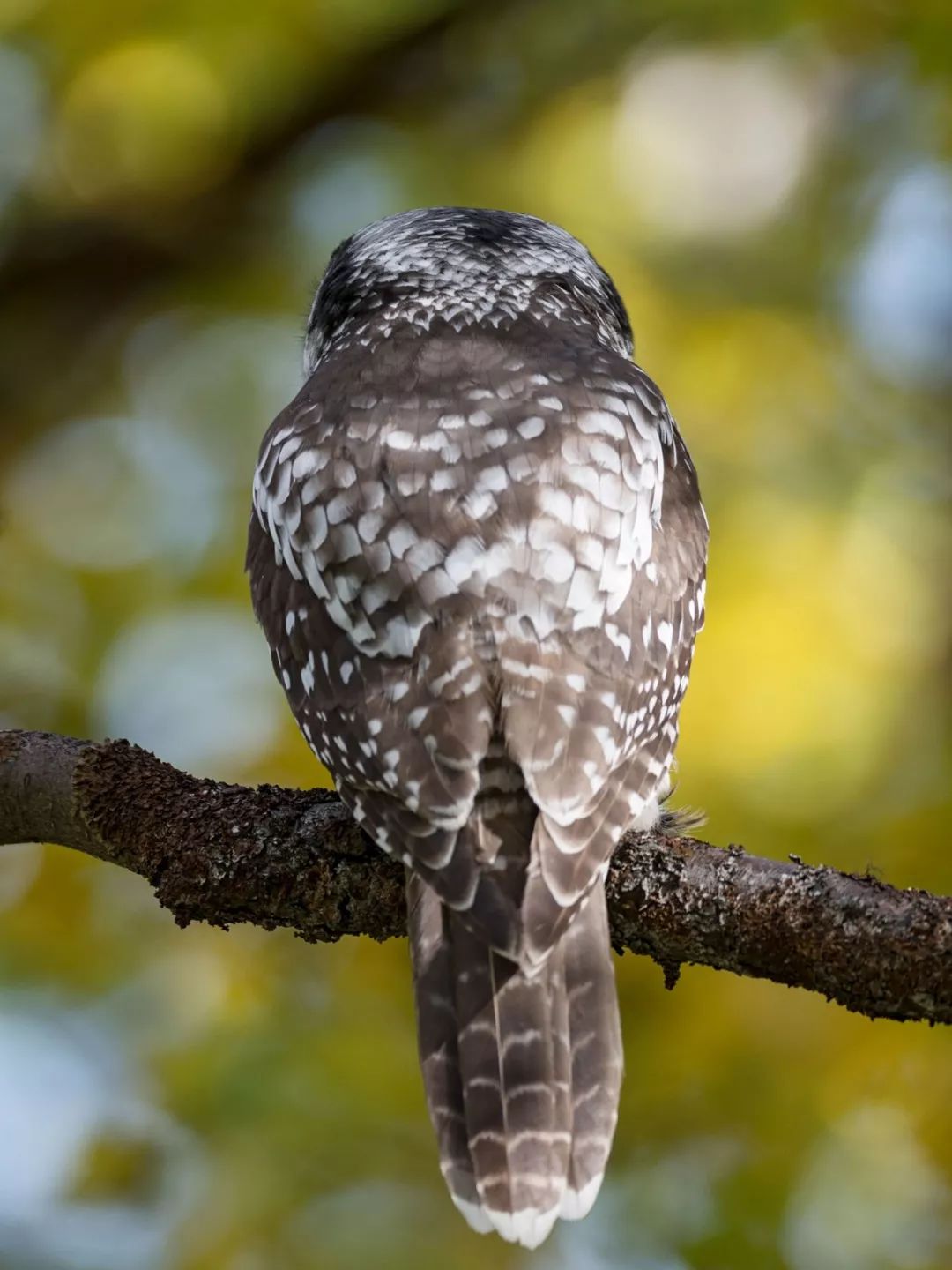 野生世界丨这些猛禽的后脑勺有眼睛_猫头鹰