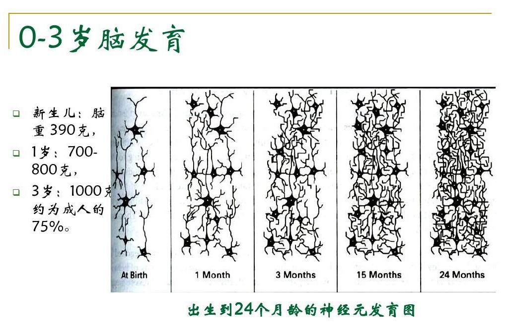 大脑突触发展规律图图片