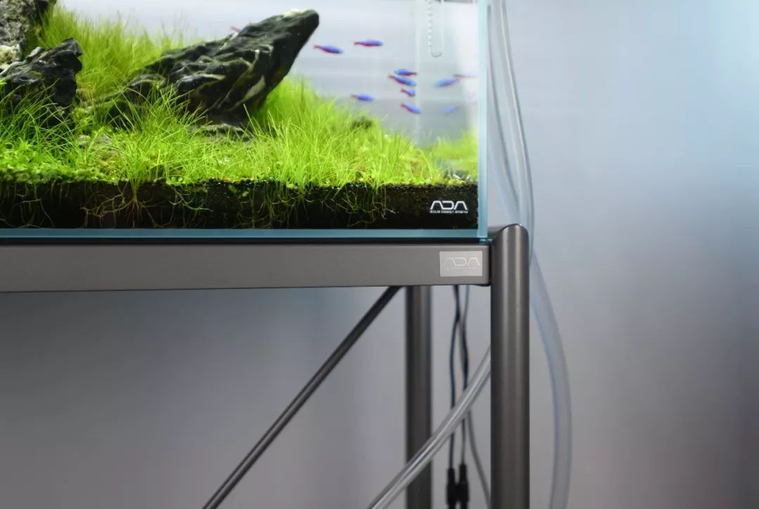 从鱼缸开始一步步拥有ada