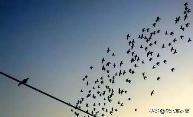 鸽哨声逐渐消失的老北京声音