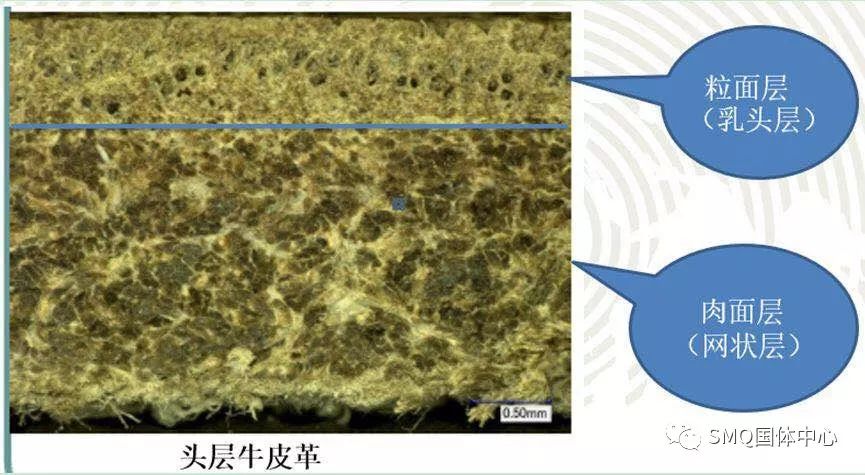 二层牛皮图片截面图片