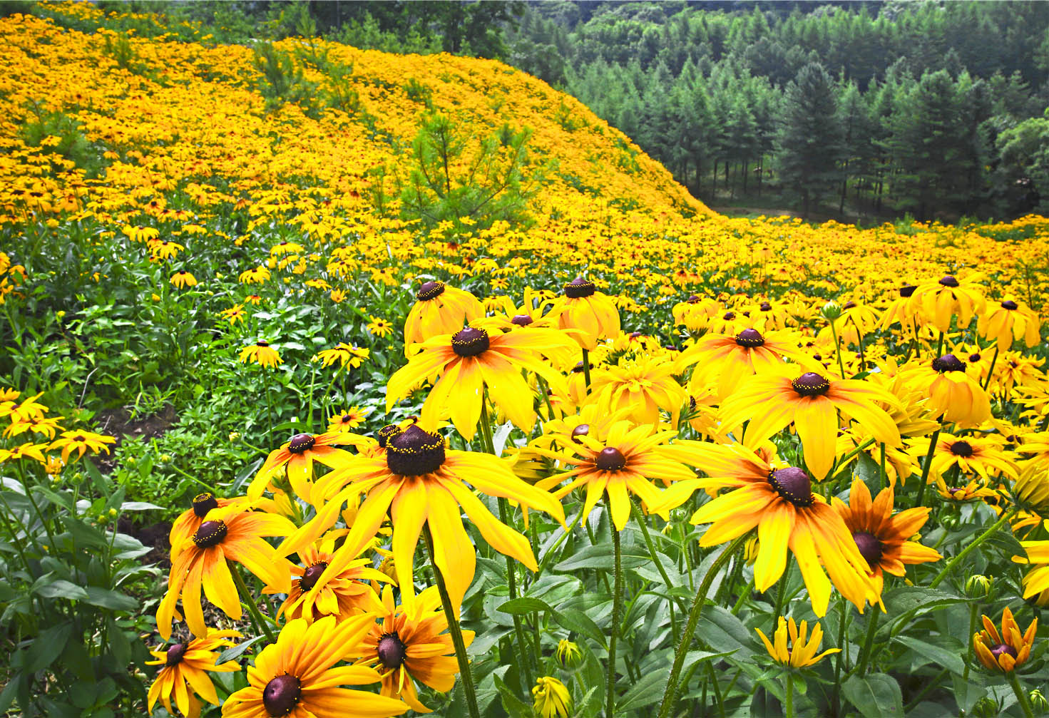 这里三千亩黄金菊花盛开了,它还有个奇怪的名字叫"黑心菊"