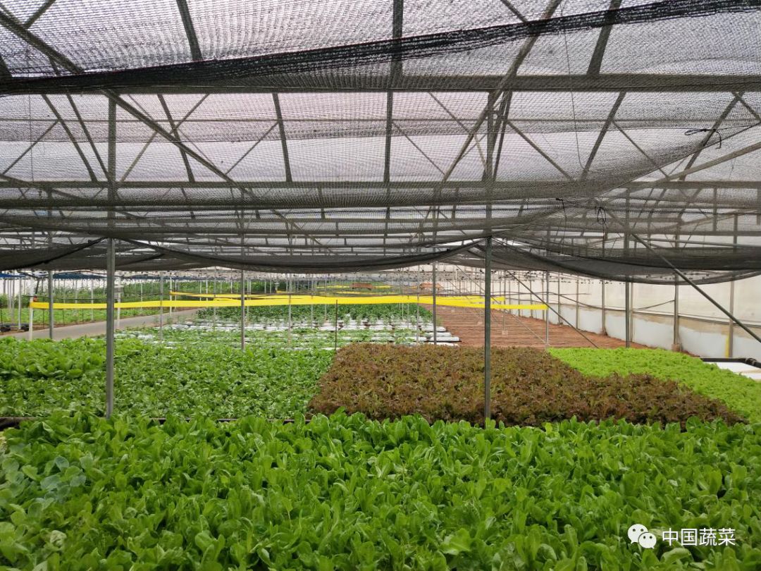 南蔬技术种菜用遮阳网咱们想得太简单了其实人家大有文章