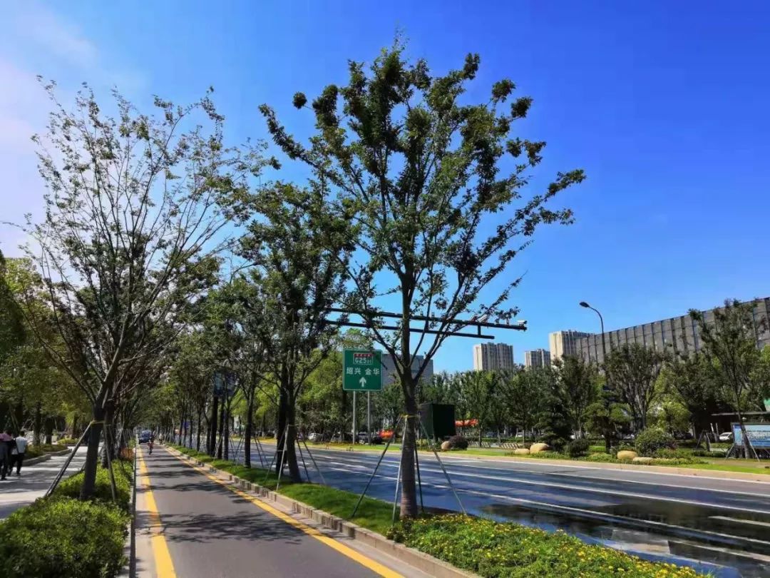 美爆了钱塘新区这条主干道又美出了新高度还不快来看看
