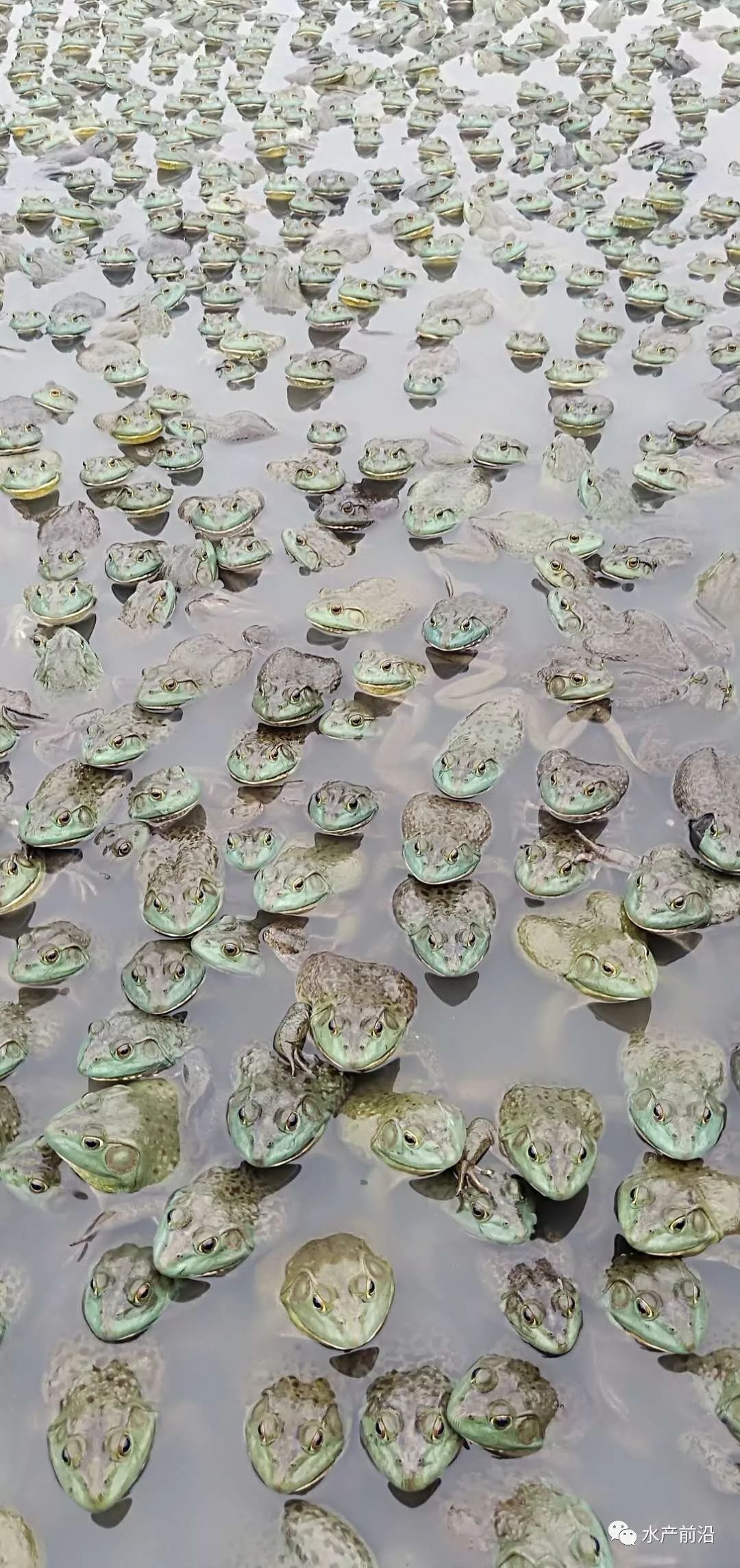 牛蛙泰蛙价格起伏不定,高温"烤验"来临,这些管理要点要注意!