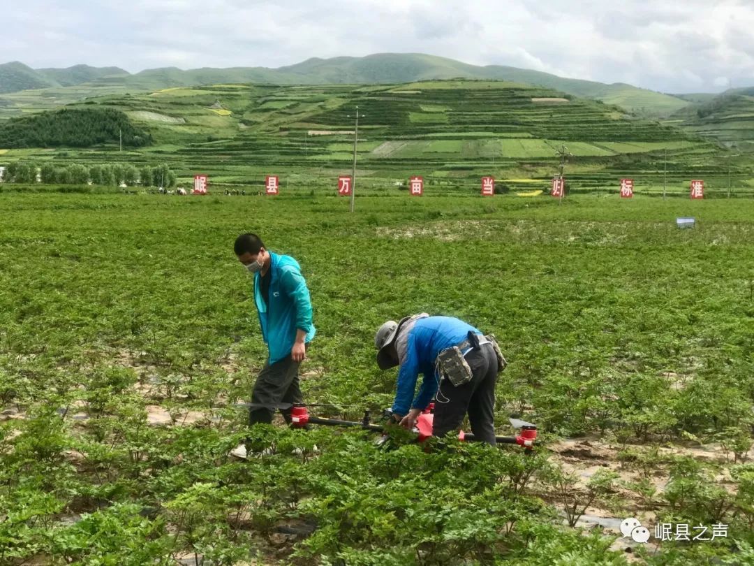 岷县万亩当归标准化绿色种植基地核心示范区首次启用无人机开展病虫害