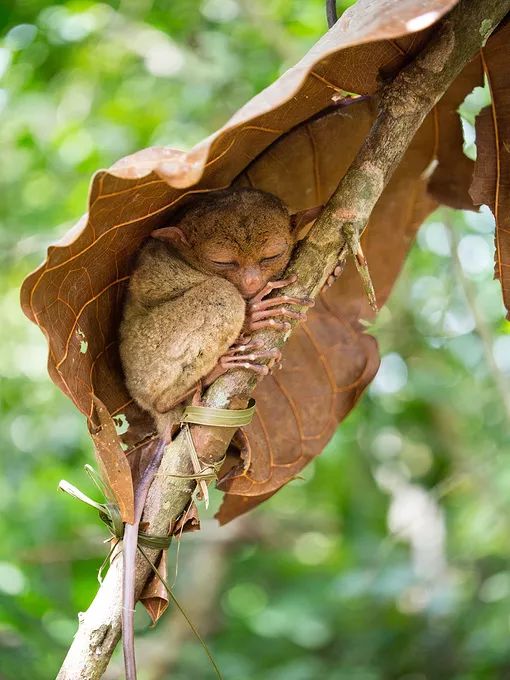 图片来源:携程网 在眼镜猴保护区,近距离观察菲律宾国宝——迷你眼镜