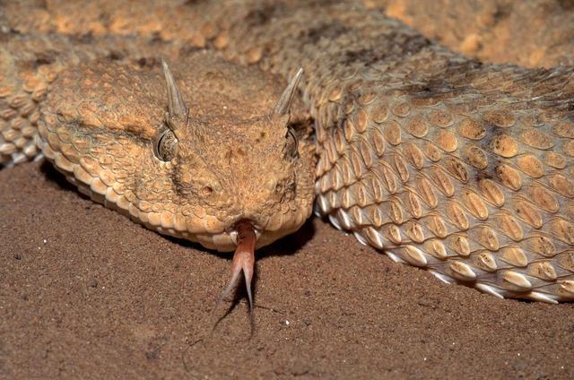 沙漠长角毒蛇稍不注意被咬到就要截肢