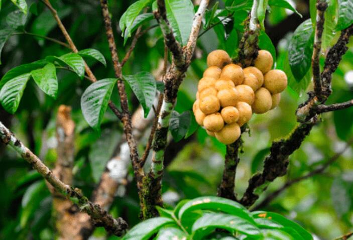 龙宫果种植条件图片